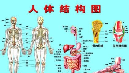 人的器官有哪些部位（人体五脏六腑器官分布图）