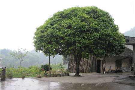 房子前后种植什么树好？这三种招财进宝！