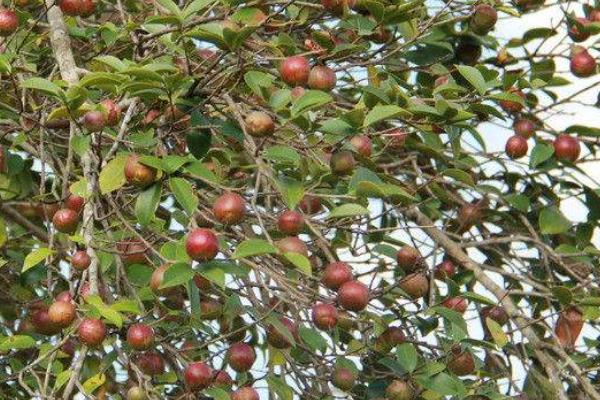 什么样的油茶产量高 什么油茶品种产量高